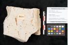 Foto (Objekt + Etikett) von Quercus palaeoilex Ettingshausen (NHMW-GEO-2024-0188-6378)